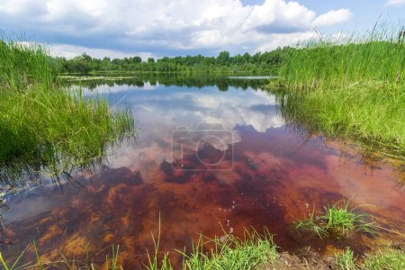 Foto de Lago Shatsk con agua roja y juncos, Ucrania. - Imagen libre de derechos
