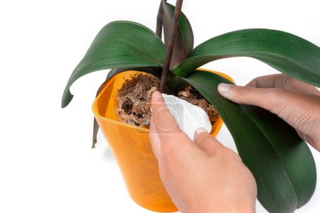 Foto de Una mano con una almohadilla de algodón limpia una hoja de la orquídea phalaenopsis en una olla naranja sobre un fondo blanco. El concepto de cuidar las plantas de interior. Copiar espacio. Banner. - Imagen libre de derechos