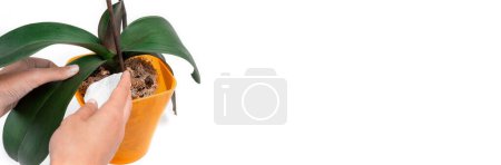 Foto de Una mano con una almohadilla de algodón limpia una hoja de la orquídea phalaenopsis en una olla naranja sobre un fondo blanco. El concepto de cuidar las plantas de interior. Un lugar para el texto. Banner. - Imagen libre de derechos