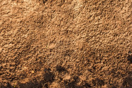 Photo for Versatile Soil Texture and Background: Earthy Elements for Agriculture, Gardening, and Natural Environment Designs - Royalty Free Image
