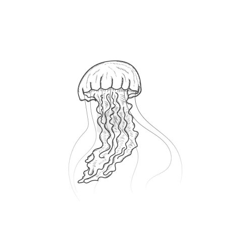 Téléchargez les illustrations : Esquisse dessinée à la main isolée du vecteur d'illustration des méduses marines de natation - en licence libre de droit