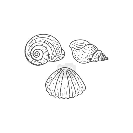 Ilustración de Boceto de grabado a mano retro vintage de Ocean Nautilus y Shell, ilustración vectorial - Imagen libre de derechos