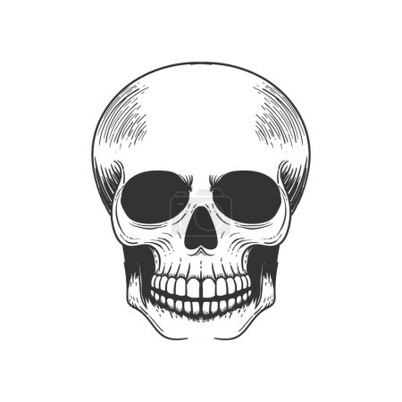 Crânes humains rétro vintage sur fond blanc Illustration vectorielle