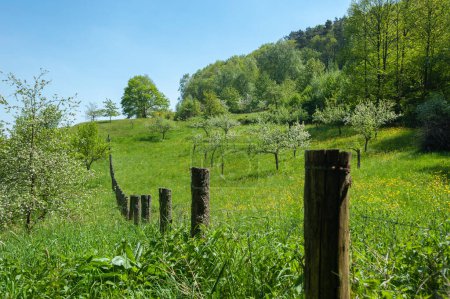 Photo for Spring meadow in the Palatinate Forest Nature Park near Eusserthal. Region Palatinate in the federal state of Rhineland-Palatinate in Germany - Royalty Free Image