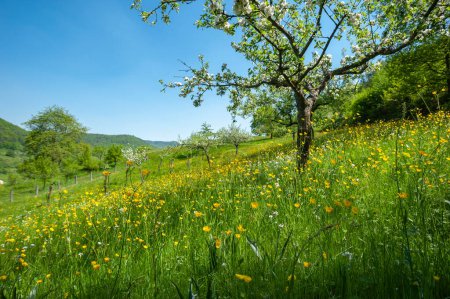 Photo for Spring meadow in the Palatinate Forest Nature Park near Eusserthal. Region Palatinate in the federal state of Rhineland-Palatinate in Germany - Royalty Free Image