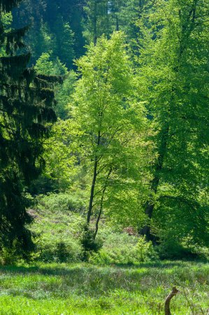 Téléchargez les photos : Paysage au Rodalber rocher-randonnée-sentier près de la grotte des ours près de Rodalben. Région Palatinat dans l'État fédéral de Rhénanie Palatinat en Allemagne - en image libre de droit