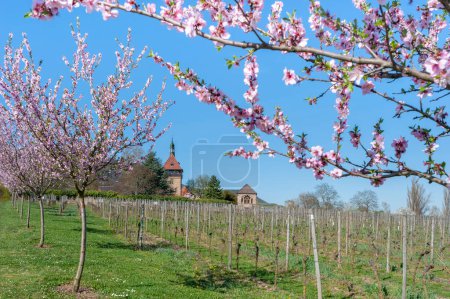 Photo for Almond blossom at the farm estate and former monastery Geilweilerhof near Siebeldingen. Palatinate region in the state of Rhineland-Palatinate in Germany - Royalty Free Image
