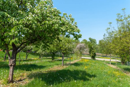 Photo for Landscape with blossoming fruit trees and spring meadow near Geilweilerhof in Siebeldingen. Palatinate region in the state of Rhineland-Palatinate in Germany - Royalty Free Image