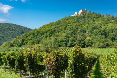 Landscape with vineyard in front of Hambach Castle near Hambach. Region Palatinate in state of Rhineland-Palatinate in Germany