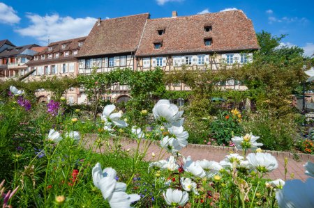 Planting of wildflowers in front of historic half-timbered houses on Quai Anselmann in Wissembourg. Bas-Rhin department in Alsace region of France