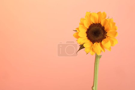 Photo for Sunflower detail on pink background - Royalty Free Image