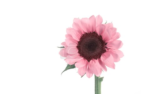 Téléchargez les photos : Détail tournesol rose sur un fond blanc - en image libre de droit