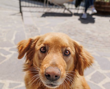 Téléchargez les photos : Portrait d'un beau chien du Labrador dans un contexte extérieur - en image libre de droit