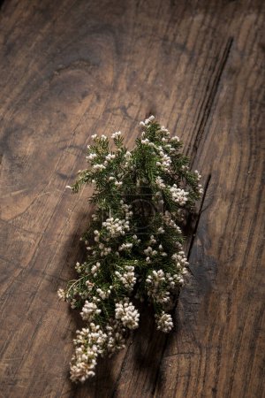 Foto de Romero con flores aisladas sobre fondo de madera - Imagen libre de derechos