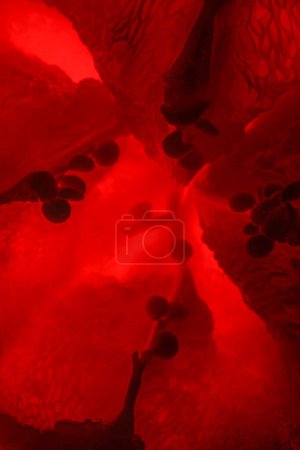 Photo for Detail of a bright red type of vegetable - Royalty Free Image