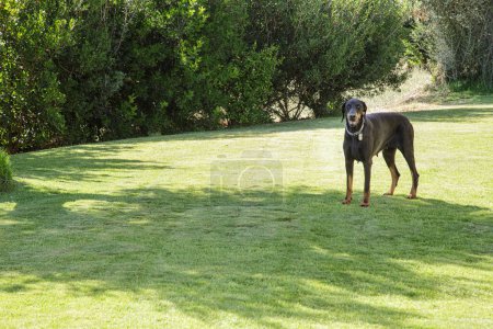 Photo for Big dog in the park - Royalty Free Image