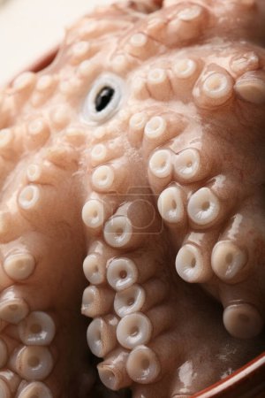 Photo for Close - up shot of octopus in tank - Royalty Free Image
