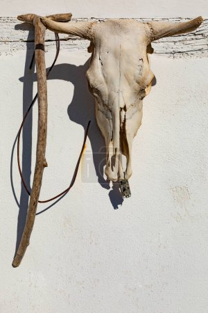 Téléchargez les photos : Crâne de vache utilisé comme décoration - en image libre de droit