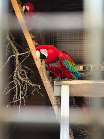 Téléchargez les photos : Beau perroquet aras dans un zoo - en image libre de droit