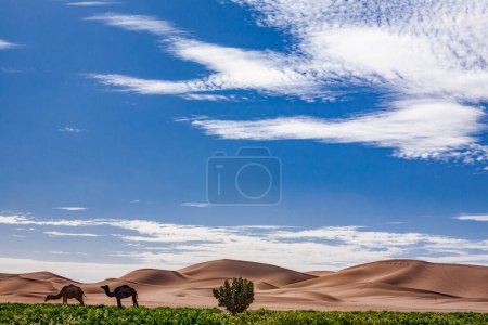 Photo for Dromedaries in the Sahara desert - Royalty Free Image