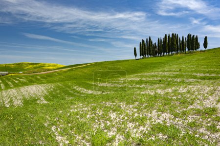 Photo for Spring landscape, tuscany, italy. - Royalty Free Image