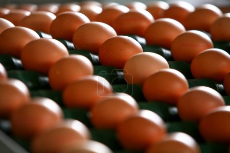 Photo for A lot of eggs, closeup - Royalty Free Image