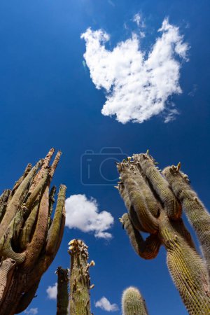 Téléchargez les photos : Cactus et autres plantes dans le désert du Parc National de la Terre de Feu - en image libre de droit