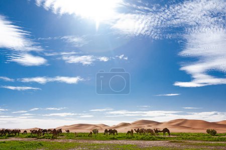 Foto de Dromedarios en el desierto del Sahara - Imagen libre de derechos