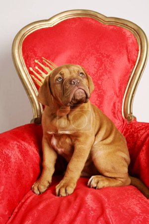 Foto de Lindo cachorro de bulldog inglés sobre fondo rojo - Imagen libre de derechos