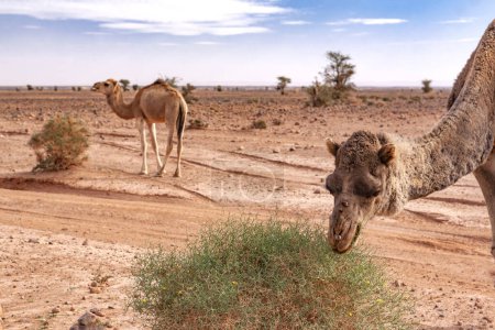 Foto de Dromedarios en el desierto del Sahara - Imagen libre de derechos
