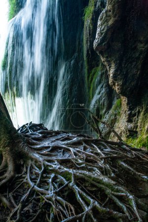 Téléchargez les photos : Le vieil arbre dans la forêt - en image libre de droit