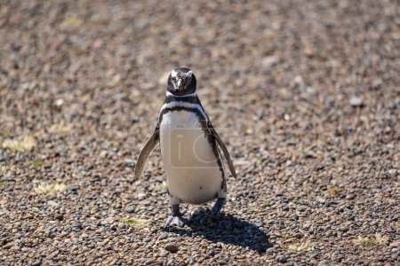 Photo for Penguin on a beach in chile - Royalty Free Image