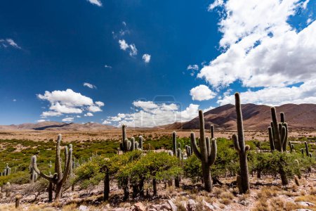 Téléchargez les photos : Cactus et autres plantes dans le désert du Parc National de la Terre de Feu - en image libre de droit