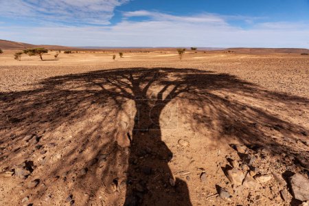 Photo for The beautiful view of tree shadow in a desert - Royalty Free Image