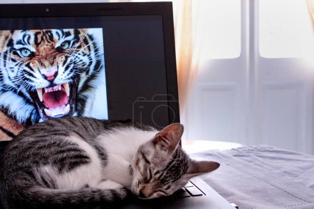 Téléchargez les photos : Chaton dormir sur ordinateur portable - en image libre de droit
