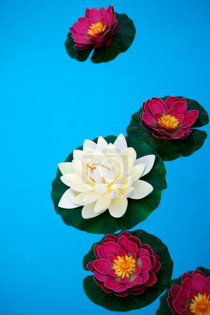Téléchargez les photos : Fleur de lotus dans la piscine, nénuphar - en image libre de droit