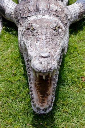 Téléchargez les photos : Crocodile dans le zoo - en image libre de droit