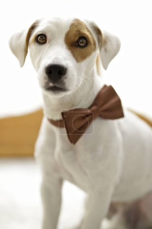 Photo for Jack russell terrier dog wearing a brown bowtie - Royalty Free Image
