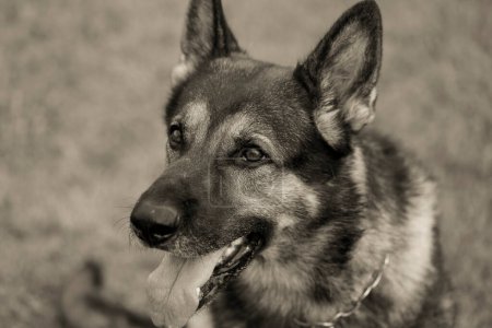 Foto de Lindo perro pastor alemán en el jardín - Imagen libre de derechos