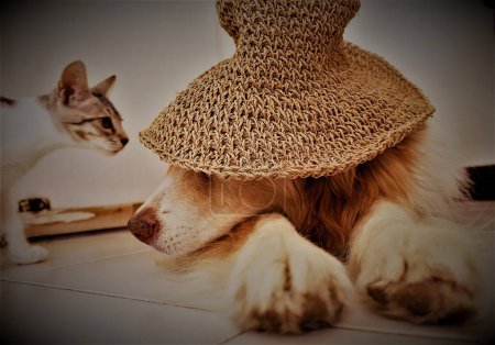 Foto de Perro y gato en la habitación - Imagen libre de derechos