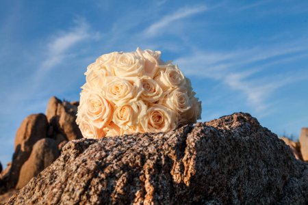 Téléchargez les photos : Vue rapprochée des roses blanches dans le jardin - en image libre de droit