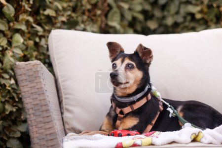 Téléchargez les photos : Portrait de chien sur un canapé - en image libre de droit