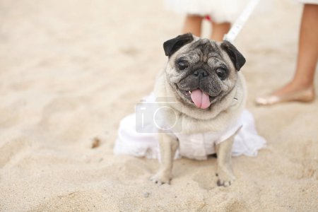Photo for Cute pug dog with a wedding ring on a beach - Royalty Free Image