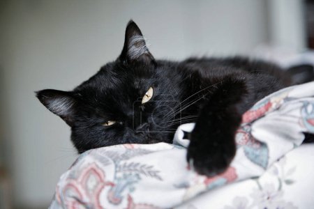 Foto de Gato en la cama. - Imagen libre de derechos