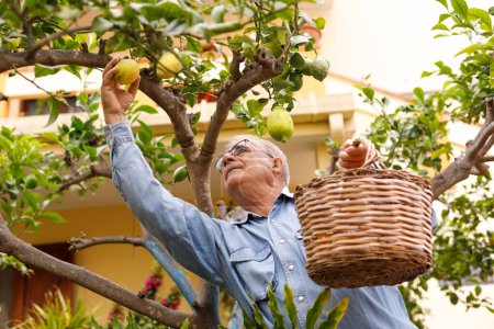 Téléchargez les photos : Homme âgé à la maison jardin - en image libre de droit