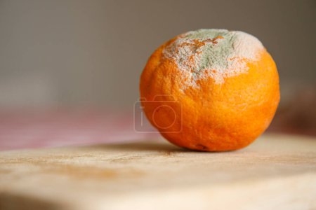 Téléchargez les photos : Orange moisi sur une table avec nappe à carreaux - en image libre de droit