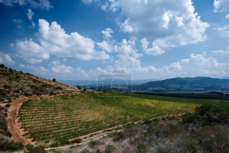 Téléchargez les photos : Vignobles dans les montagnes - en image libre de droit