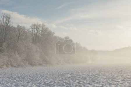 Téléchargez les photos : Forêt enneigée de fées dans le brouillard en bel hiver au lever du soleil. Forêt hivernale. Forêt enneigée. Nature - en image libre de droit