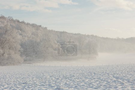 Téléchargez les photos : Forêt enneigée de fées dans le brouillard en bel hiver au lever du soleil. Forêt hivernale. Forêt enneigée. Nature - en image libre de droit