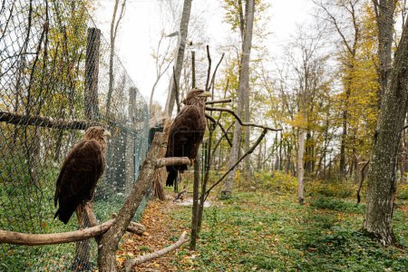 Foto de Hermosas dos águilas marrones de pie en una jaula en el bosque de otoño. - Imagen libre de derechos